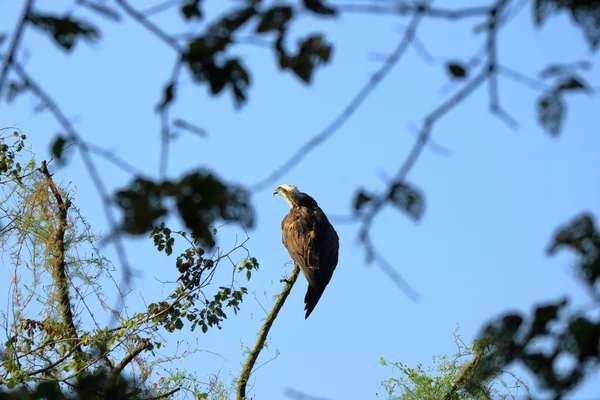 Wedge tailed Eagle, bird of prey perching on a tree looking for prey in Nepal — Stock Photo, Image