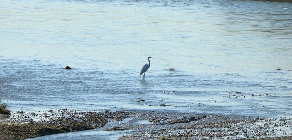 Zamknięty ptak lądowe w rzece, Intermediate egret (Area Intermedia), Nepal — Zdjęcie stockowe