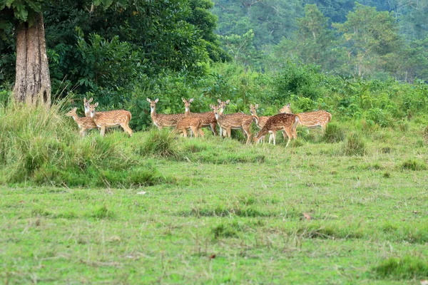 Manada de corzos silvestres en un campo en Nepal —  Fotos de Stock