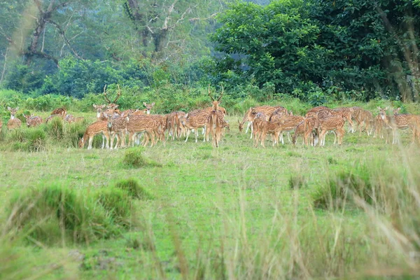 Manada de corzos silvestres en un campo en Nepal —  Fotos de Stock