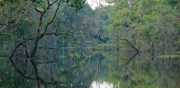 Nepal 'deki Chitwan 'da tropikal gölet