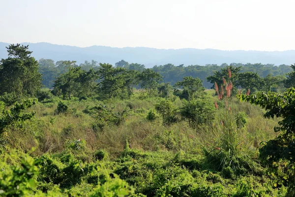 Parque Nacional de Chitwan, Nepal — Fotografia de Stock