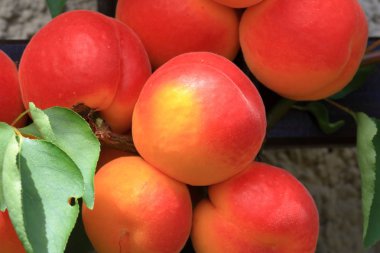 Prunus armeniaca kayısı ağaç dalları Frits dolu, olgunlaşma kayısı ve yeşil yaprakları yaz sezonunda ağaçta