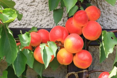Prunus armeniaca kayısı ağaç dalları Frits dolu, olgunlaşma kayısı ve yeşil yaprakları yaz sezonunda ağaçta