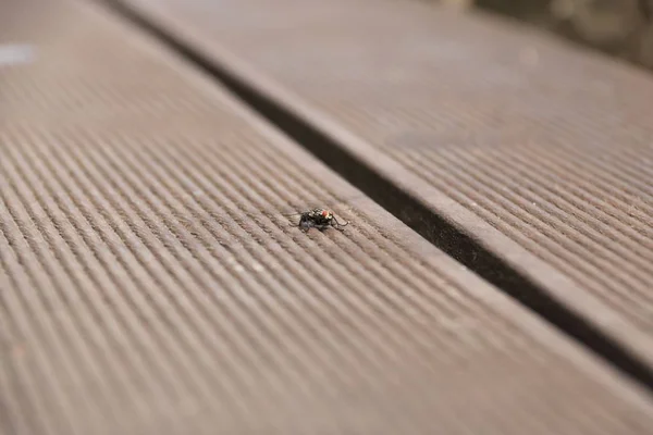 Vliegen op houten terras — Stockfoto