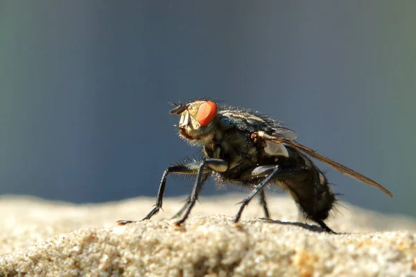 Fliege auf Sandsteinmauer — Stockfoto