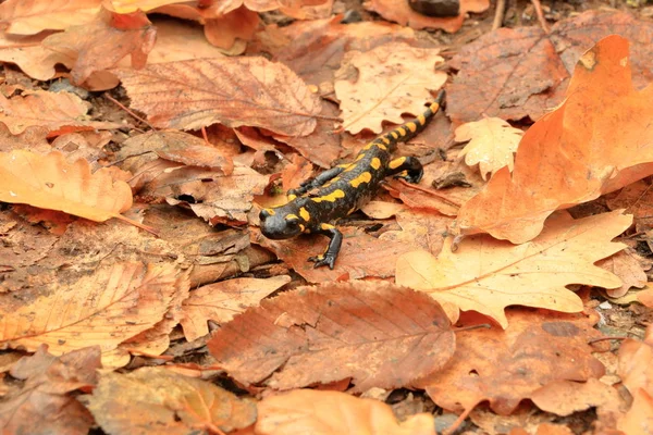 Uma salamandra européia manchada de amarelo preto (Salamandra ) — Fotografia de Stock