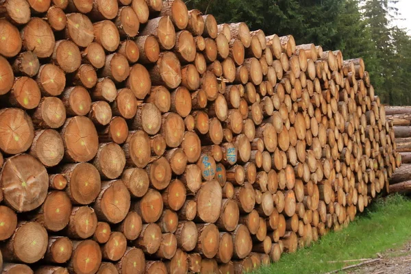 Une pile de billes de pin fraîchement récoltées sous un ciel ensoleillé — Photo