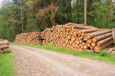 Güneşli gökyüzü altında taze hasat çam günlükleri woodpile