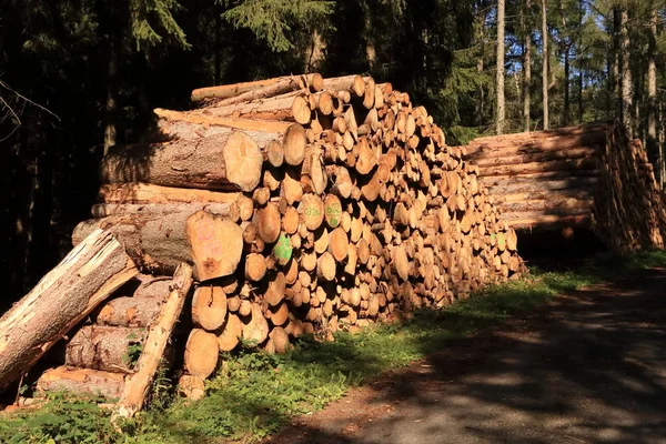 Une pile de billes de pin fraîchement récoltées sous un ciel ensoleillé — Photo