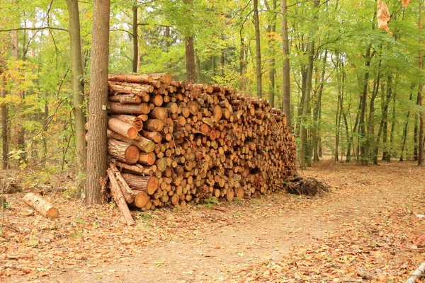 Une pile de billes de pin fraîchement récoltées sous un ciel ensoleillé — Photo