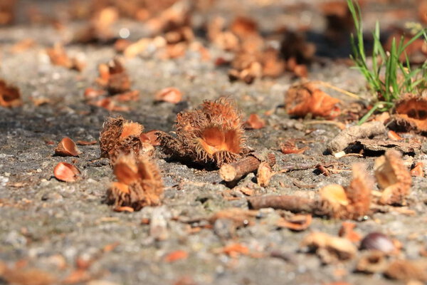 коричневый бук макро осенью на полу
