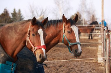 Bir Paddock üzerinde güzel kahverengi atlar