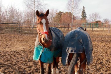 Bir Paddock üzerinde güzel kahverengi atlar