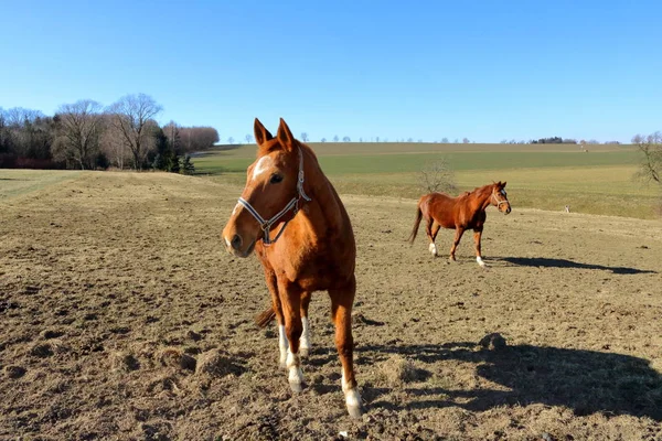 Braune Pferde laufen frei auf der Weide — Stockfoto
