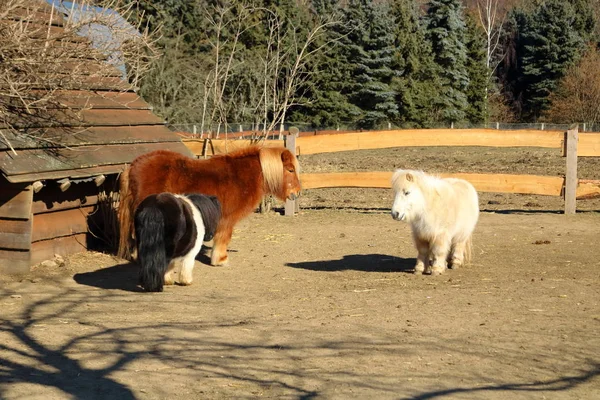 Shetland ponys in a park — Stock Photo, Image