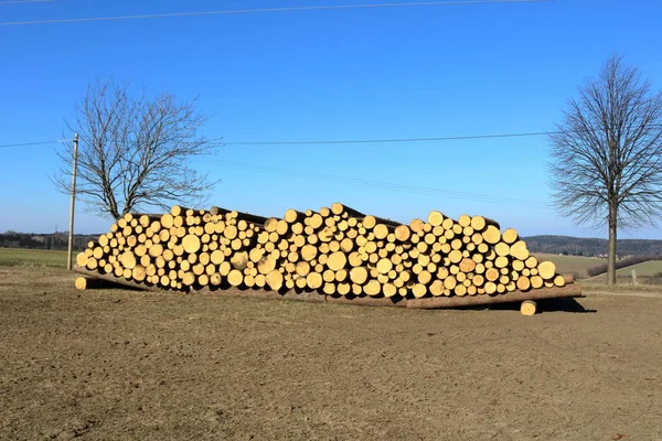 Une pile de billes de pin fraîchement récoltées sous un ciel ensoleillé — Photo