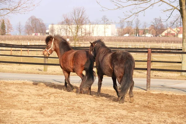 Schöne Braune Pferde Auf Einer Koppel — Stockfoto