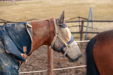 Bir Paddock üzerinde güzel kahverengi atlar