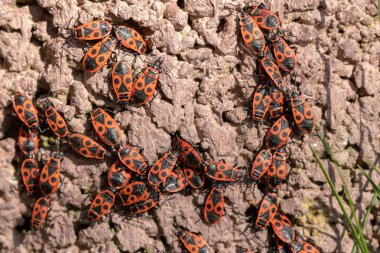 Firebugs yakın yukarı veya makro, Pyrrhocoris apterus