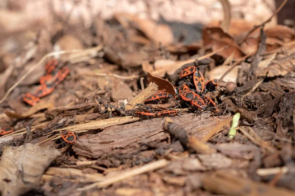 Firebugs fechar ou macro, Pyrrhocoris apterus — Fotografia de Stock