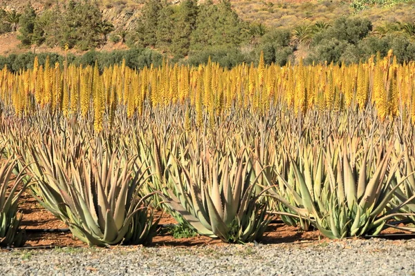 Plantación de aloe vera en la isla Gran Canaria, España — Foto de Stock
