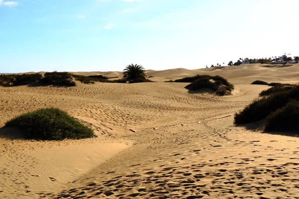 Песчаные дюны на знаменитом природном пляже Маспаломас. Гран-Канария. Испания — стоковое фото