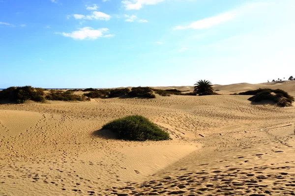 Sandiga dyner i berömda naturliga maspalomas-stranden. Gran canaria. Spanien — Stockfoto