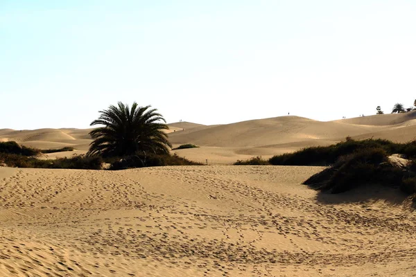 Písečné duny v slavné přírodní maspalomas beach. Gran canaria. Španělsko — Stock fotografie
