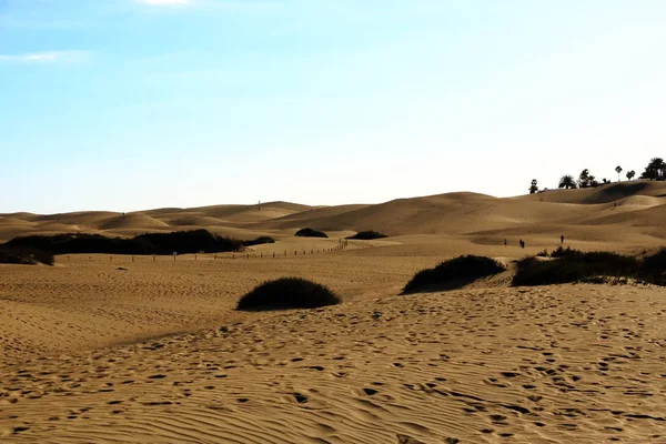 Dunas de arena en la famosa playa natural de Maspalomas. Gran Canaria. España —  Fotos de Stock