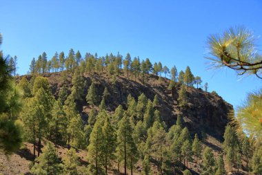Gran Canaria Adası, Ispanya iç Kanarya adası çam ormanı