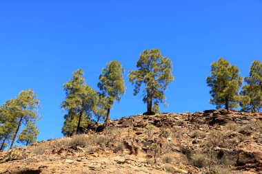 Gran Canaria Adası, Ispanya iç Kanarya adası çam ormanı