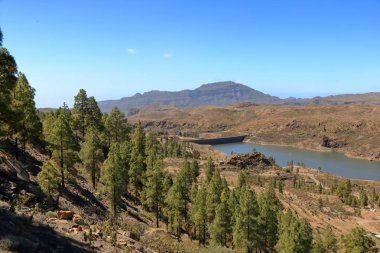 Gran Canaria Adası, Ispanya iç Kanarya adası çam ormanı