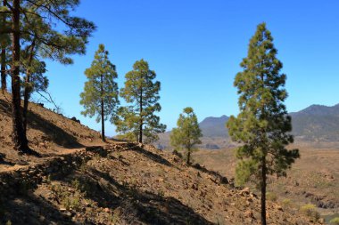 Gran Canaria Adası, Ispanya iç Kanarya adası çam ormanı