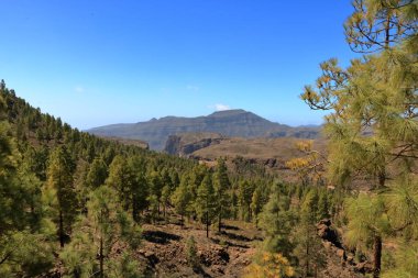 Gran Canaria Adası, Ispanya iç Kanarya adası çam ormanı