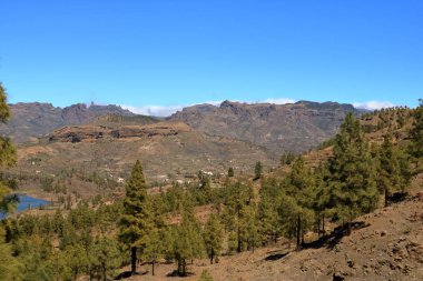 Gran Canaria Adası, Ispanya iç Kanarya adası çam ormanı