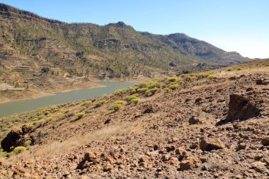 Gran Canaria Flora, Adenocarpus foliolosus sarı çiçekler