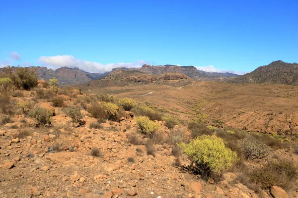 Flora de Gran Canaria, flores amarillas de Adenocarpus foliolosus — Foto de Stock