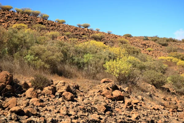 Flora Gran Canaria, žlutá květena Adenocarpus foliolosus — Stock fotografie