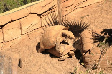 Kaplumbağalar çifti Copulating