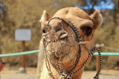 Gran Canaria 'da Maspalomas 'ta deve