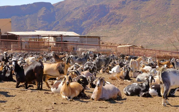 Kozí hejno v zemědělském podniku v nahých horách Gran Canarie ve Španělsku — Stock fotografie