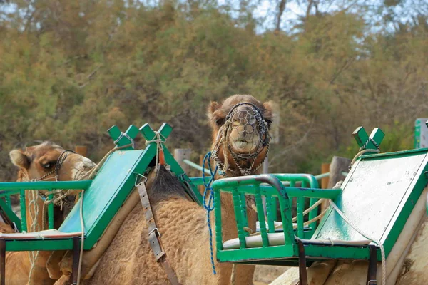 Верблюды в Маспаломасе на Гран-Канарии — стоковое фото