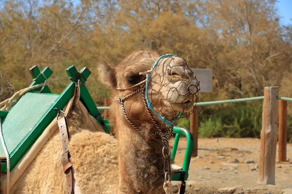 Camellos en Maspalomas en Gran Canaria — Foto de Stock