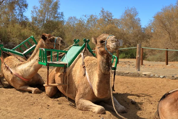Camels in Maspalomas on Gran Canaria — Stock Photo, Image