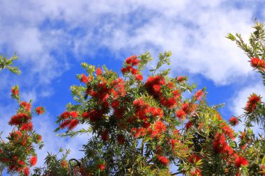 Mavi gökyüzüne karşı ağlayan şişe fırça çiçeği, callistemon Viminalis