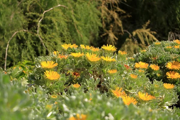 Flowering Asteriscus sericeus natural floral background — Stock Photo, Image