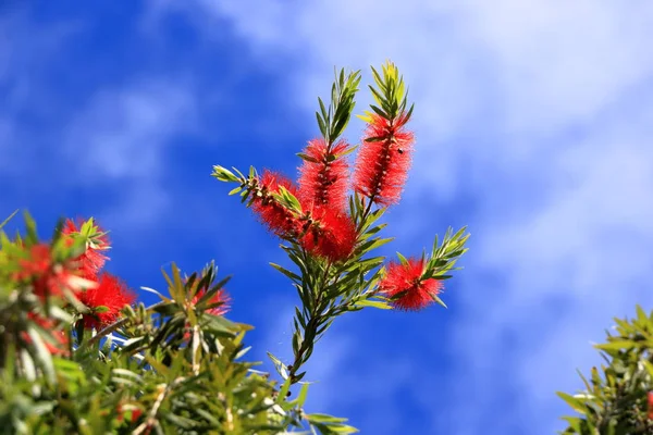 Chorando flor Garrafa escova contra o céu azul, Callistemon Viminalis — Fotografia de Stock