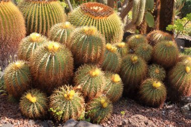 Ferocactus glaucescens sarı çiçekler, varil kaktüs