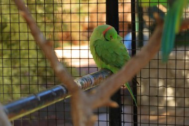 Parlak yeşil papağan, Rose-Ringed parakeet, bir kafes Psittacula krayeri, esir